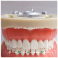 Modelo dental 13012 de la mandíbula dental modelo anatómico médico grueso de los dientes 32 de China